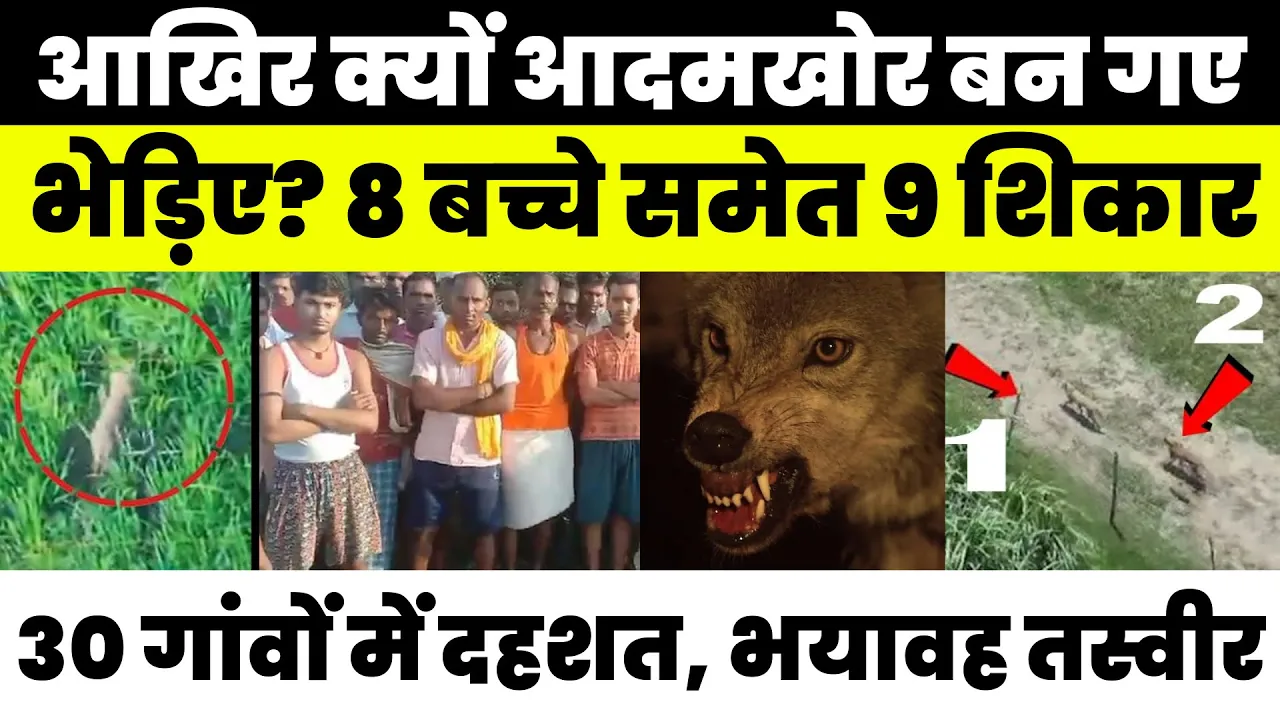 Bahraich News | भेड़ियों के आतंक से कांपा बहराइच, Wolves क्यों बने आदमखोर? बच्चों पर ही ज्यादा Attack