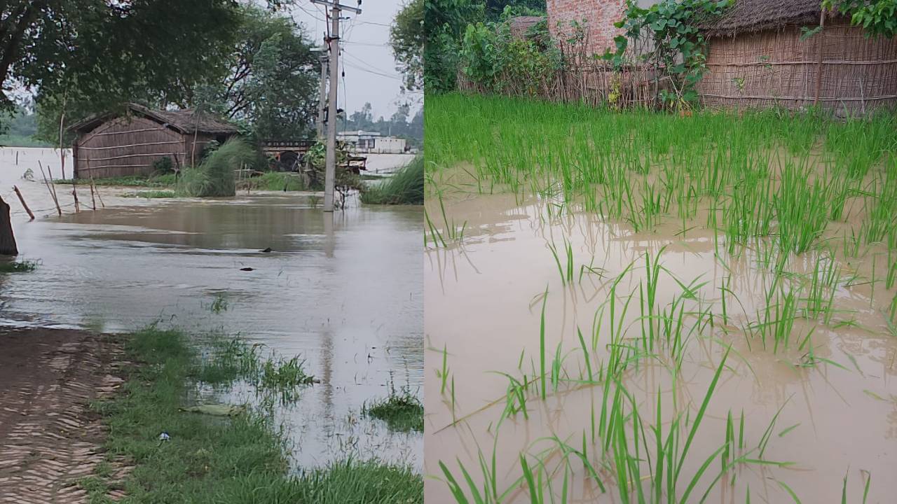 गोंडा: खतरे के निशान से 58 सेमी ऊपर पहुंची घाघरा, 15 हजार की आबादी प्रभावित, मवेशियों के लिए चारे का संकट