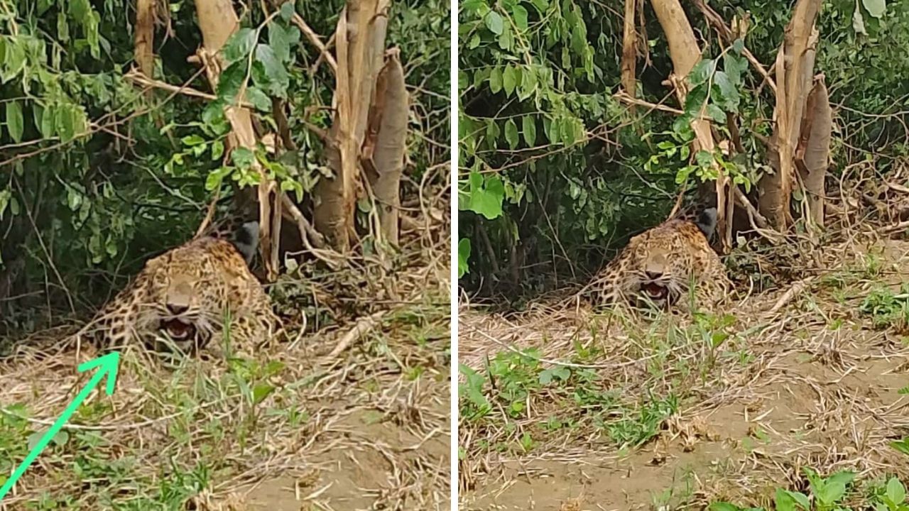 Etawah: तेंदुए की दहाड़ से गूंजा बीहड़ी क्षेत्र; ग्रामीणों में दहशत, घर में दुबकने को मजबूर, वन विभाग की टीमें रेस्क्यू में जुटीं