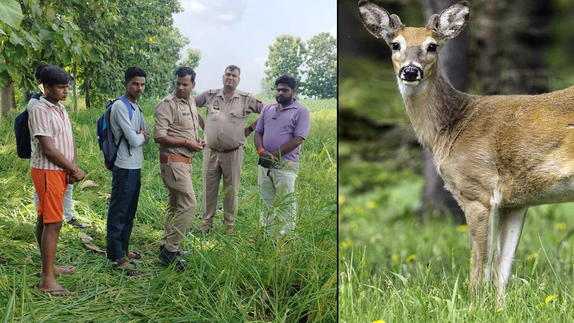 बदायूं: कुत्तों ने हिरण पर किया हमला, इलाज के दौरान हो गई मौत