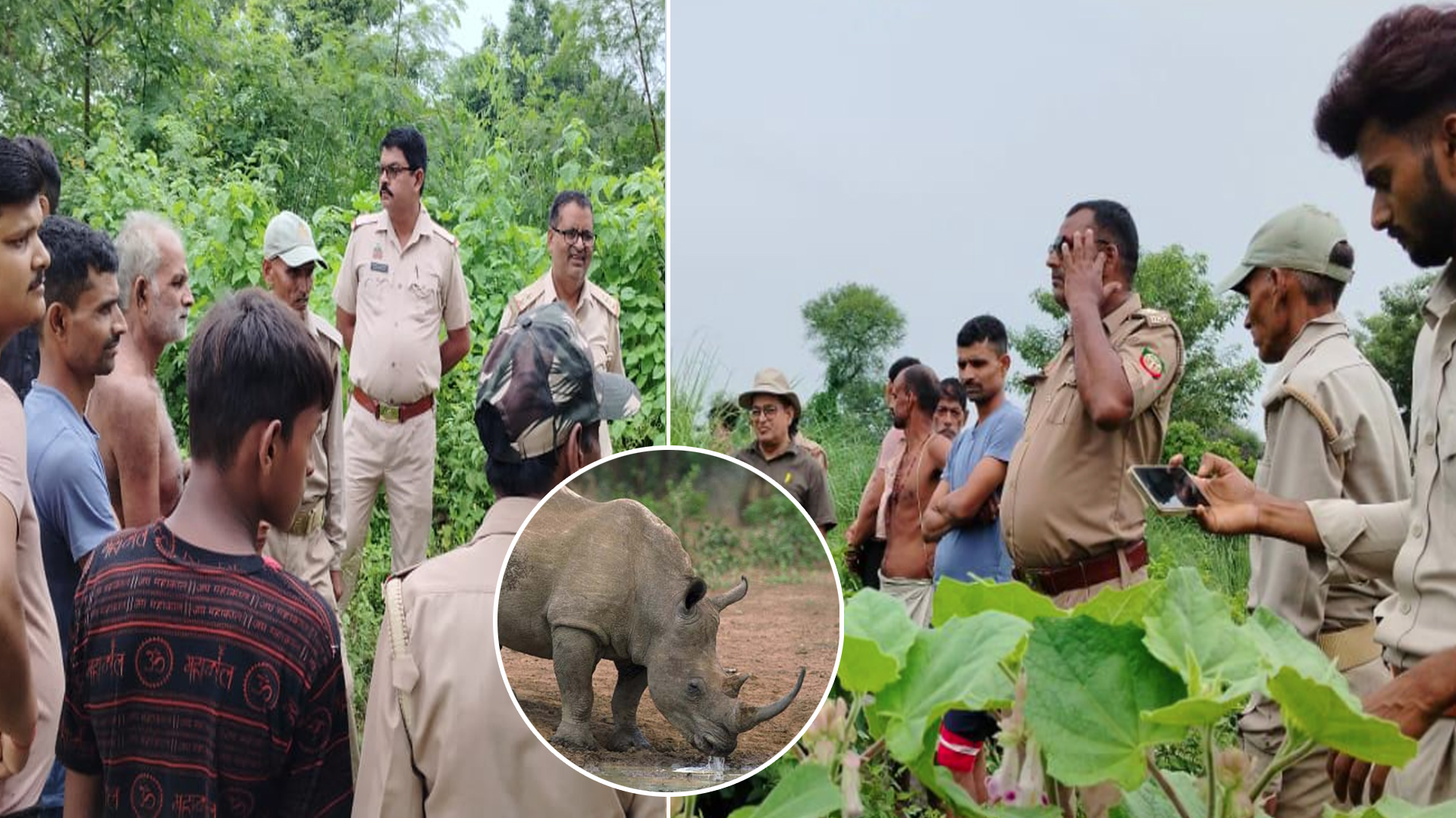 लखीमपुर खीरी: नेपाली गैंडे को भाया रामलोक...गन्ने के खेतों में जमाया डेरा