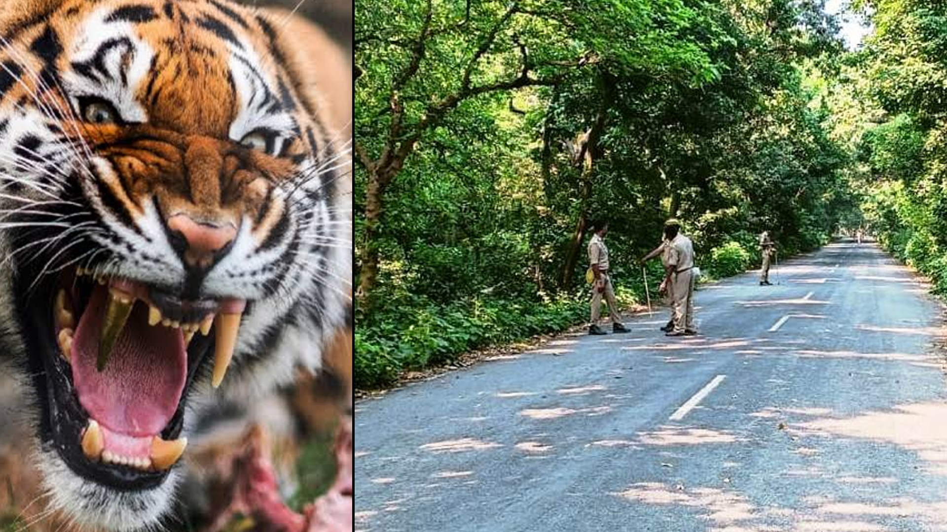 पीलीभीत: खूंखार बाघ के रेस्क्यू की मिली अनुमति...ट्रेंकुलाइज एक्सपर्ट दुधवा से वापस बुलाए 