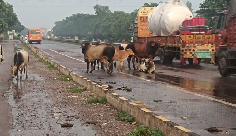 अयोध्या: हाईवे पर व्यवस्था को मुंह चिढ़ा रहे छुट्टा पशु, लोगों के लिए बन रहे मुसीबत