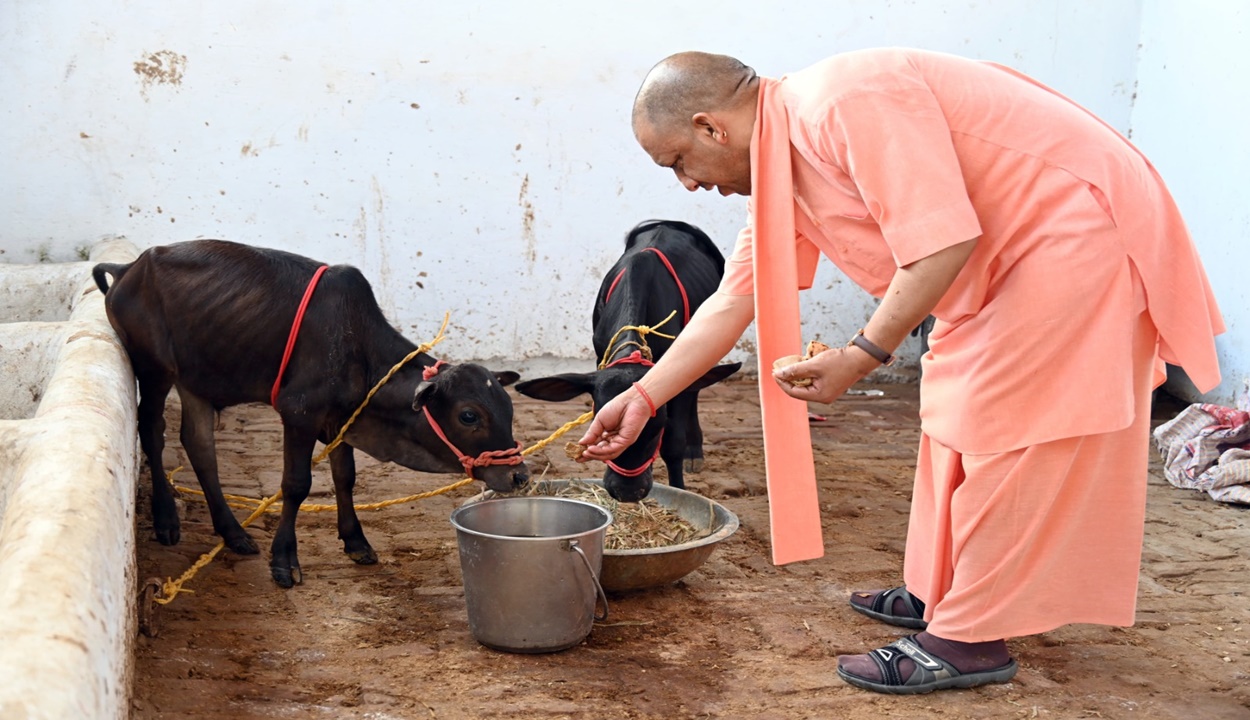 देश की दुर्लभ नस्ल की इस प्रजाति के आने से और समृद्ध हुई गोरक्षपीठ की गोशाला, सीएम योगी ने अपने हाथों से खिलाया गुड़