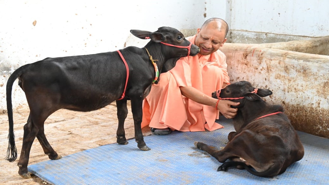 South से आए गोवंशों का हुआ नामकरण, सीएम योगी ने दिया यह नाम