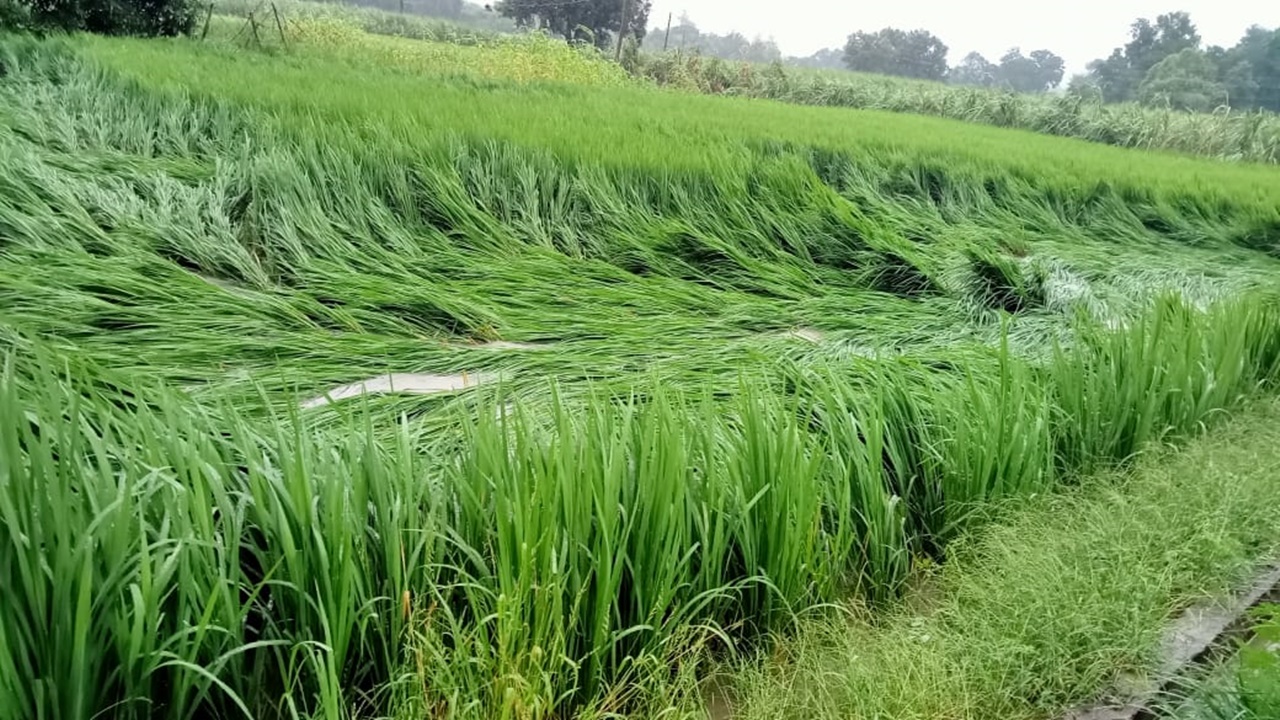 अयोध्या में बरिश से किसानों में कहीं खुशी तो कहीं गम का माहौल, खेतों में लेट गईं गन्ने और धान की फसलें