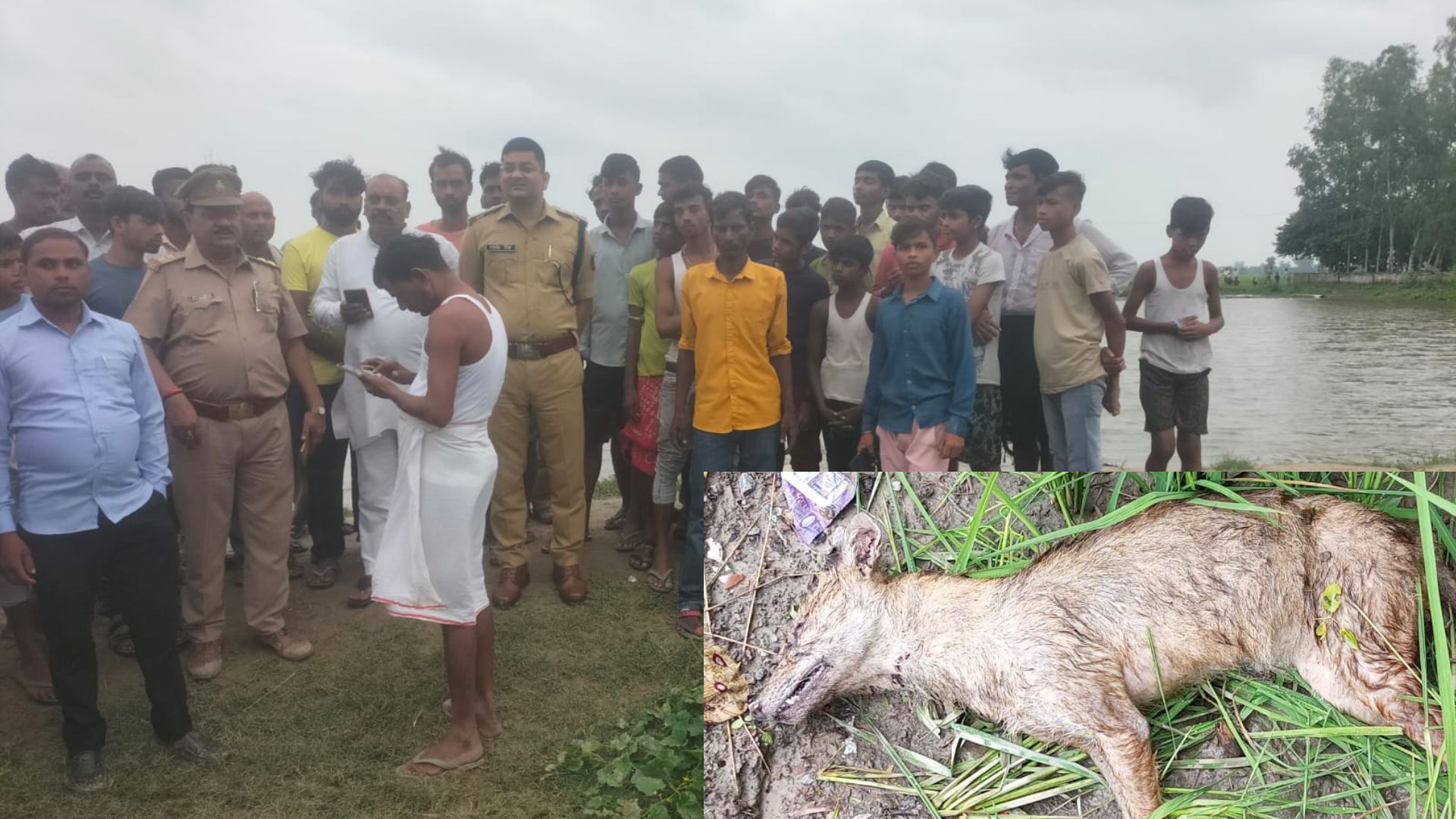 बाराबंकी: जंगली जानवरों का ताबड़तोड़ हमला, मारा गया सियार