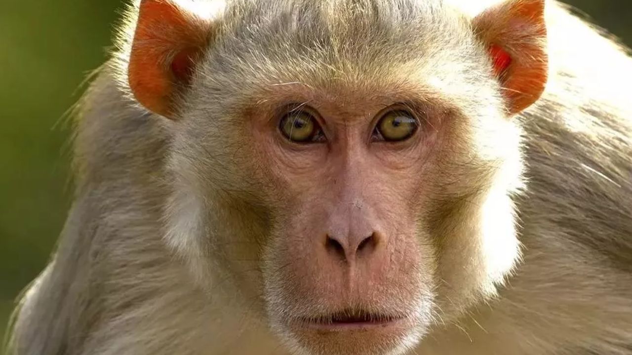 Monkey Attack In Unnao: बंदर के हमले से घायल वृद्ध की मौत...परिजन रो-रोकर बेहाल