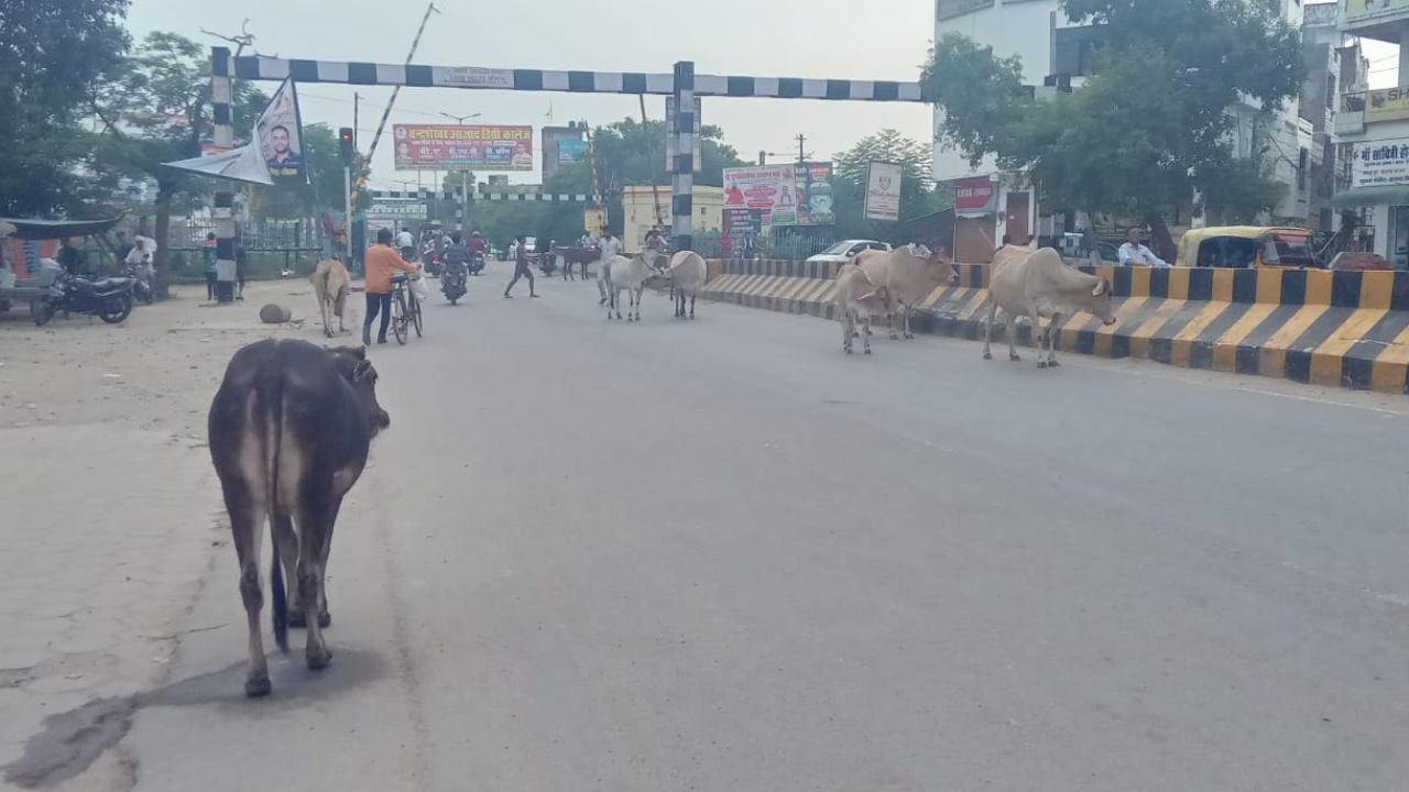 Unnao News: छुट्टा मवेशियों के आतंक से लोग परेशान, अचानक से वाहन के सामने आने से होता हादसा