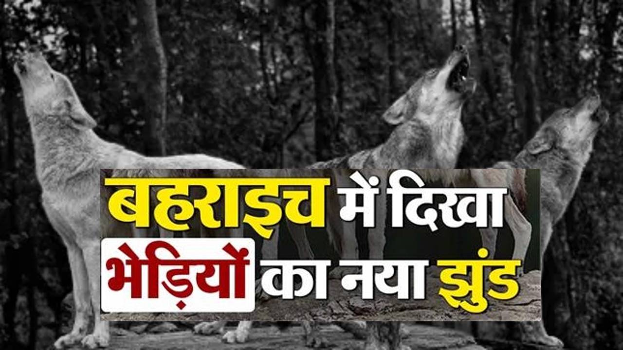 Bahraich News: बहराइच के महसी तहसील के मैगला गांव में  दिखा भेड़ियों का नया झुंड, इलाके में दहशत,  जानिए क्या बोले डीएफओ