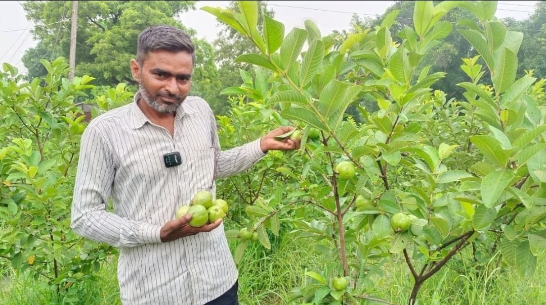 गोंडा: बागवानी को बनाया कमाई का जरिया, अमरूद की खेती से कमा रहे मुनाफा