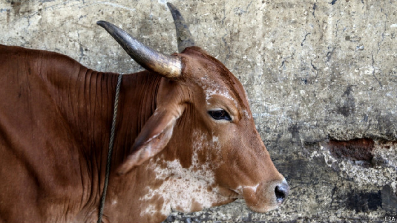 तस्करों ने झाड़ियों के पीछे गौवंशीय पशु का वधकर काटी गर्दन