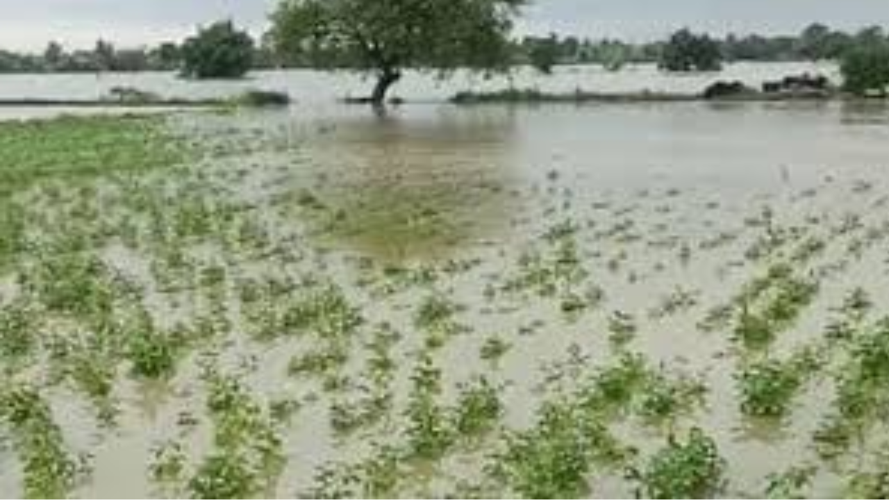 बस दावे करती रह गई सरकार, बारिश की मार झेल रहे किसान