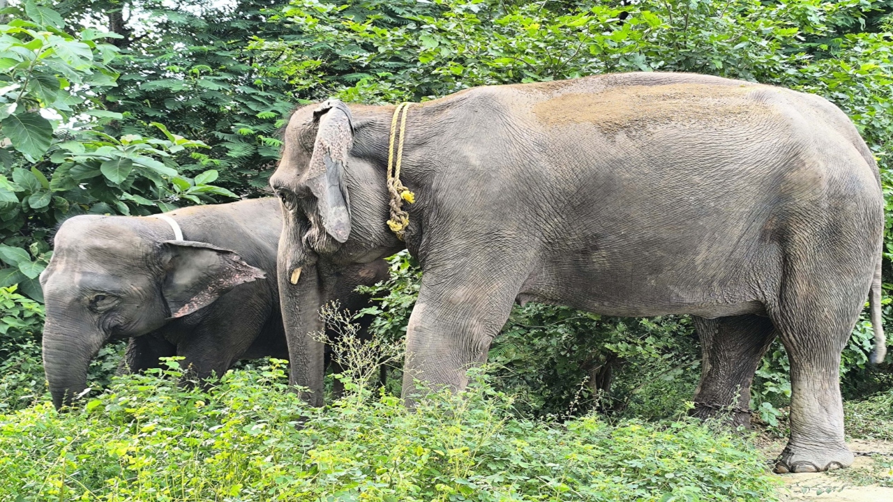 लखीमपुर खीरी : बाघ पकड़ने के लिए दुधवा से पहुंची सुलोचना और डायना हथिनी