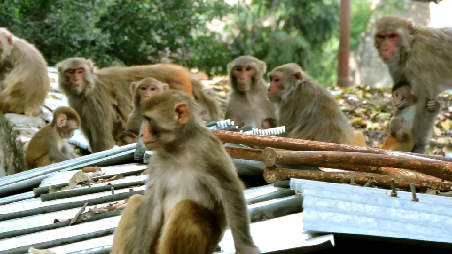 पीलीभीत: बंदरों का आतंक...युवक पर फेंक दिया पत्थर, तड़प-तड़पकर हुई मौत