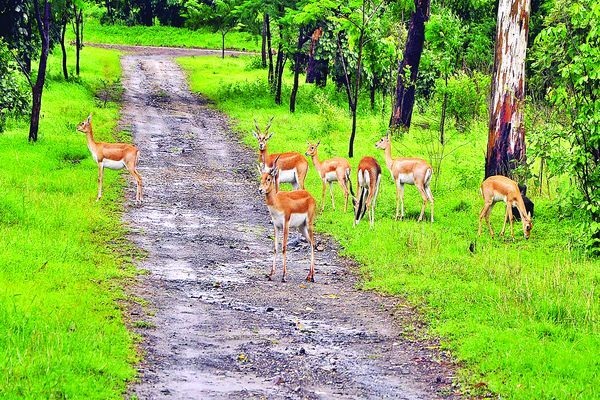 हरिद्वार: दीपावली पर जंगली जानवरों के शिकार को रोकने के लिए वन विभाग की विशेष तैयारी