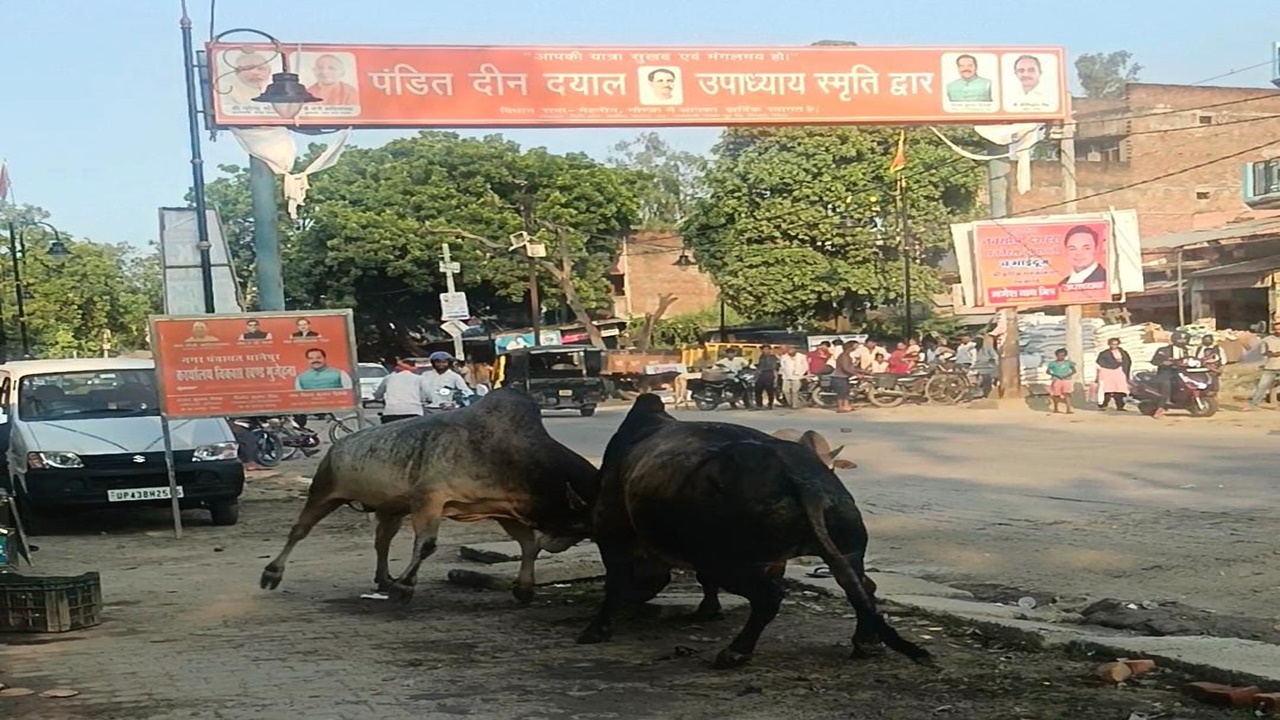  गोंडा: बीच सड़क भिड़े छुट्टा सांड, लोगों ने भागकर बचाई जान, देखें वीडियो