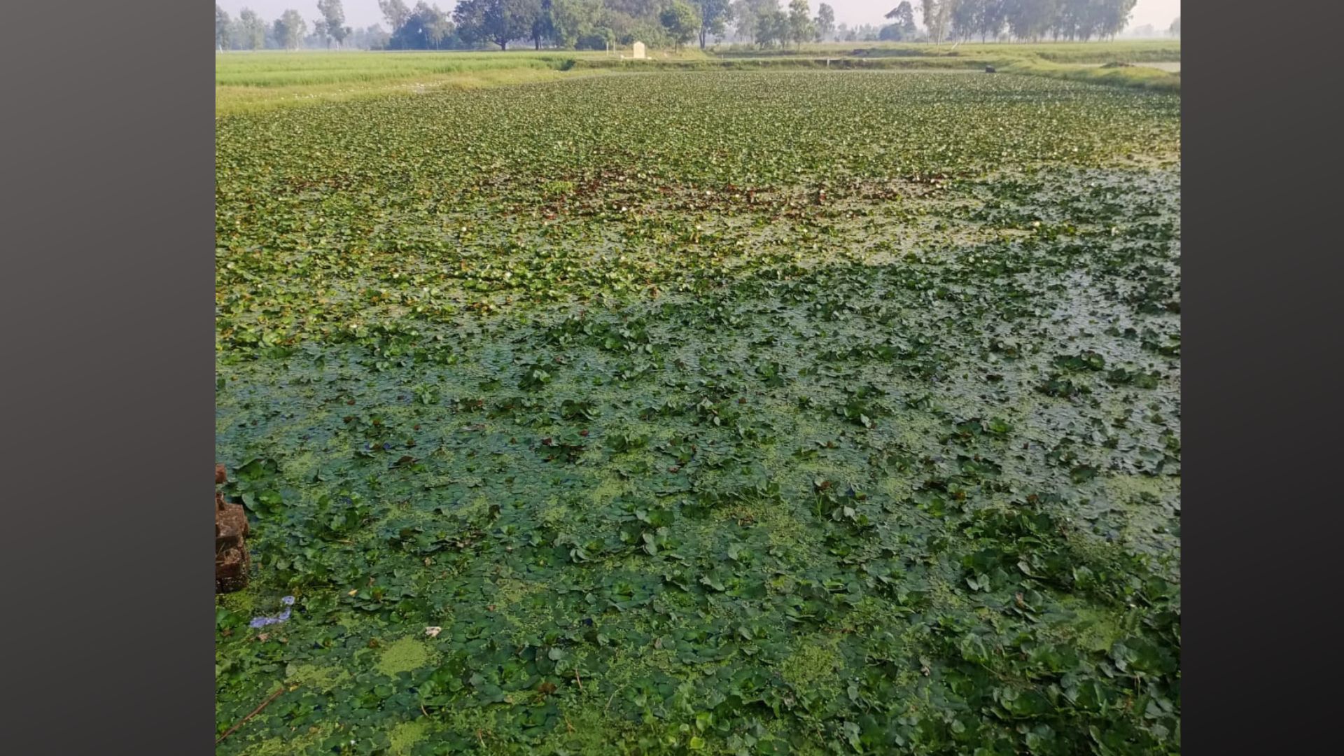 बाराबंकी: पट्टाधारक के तालाब को बना दिया अमृत सरोवर, तालाब में की जा रही सिंघाड़े की खेती