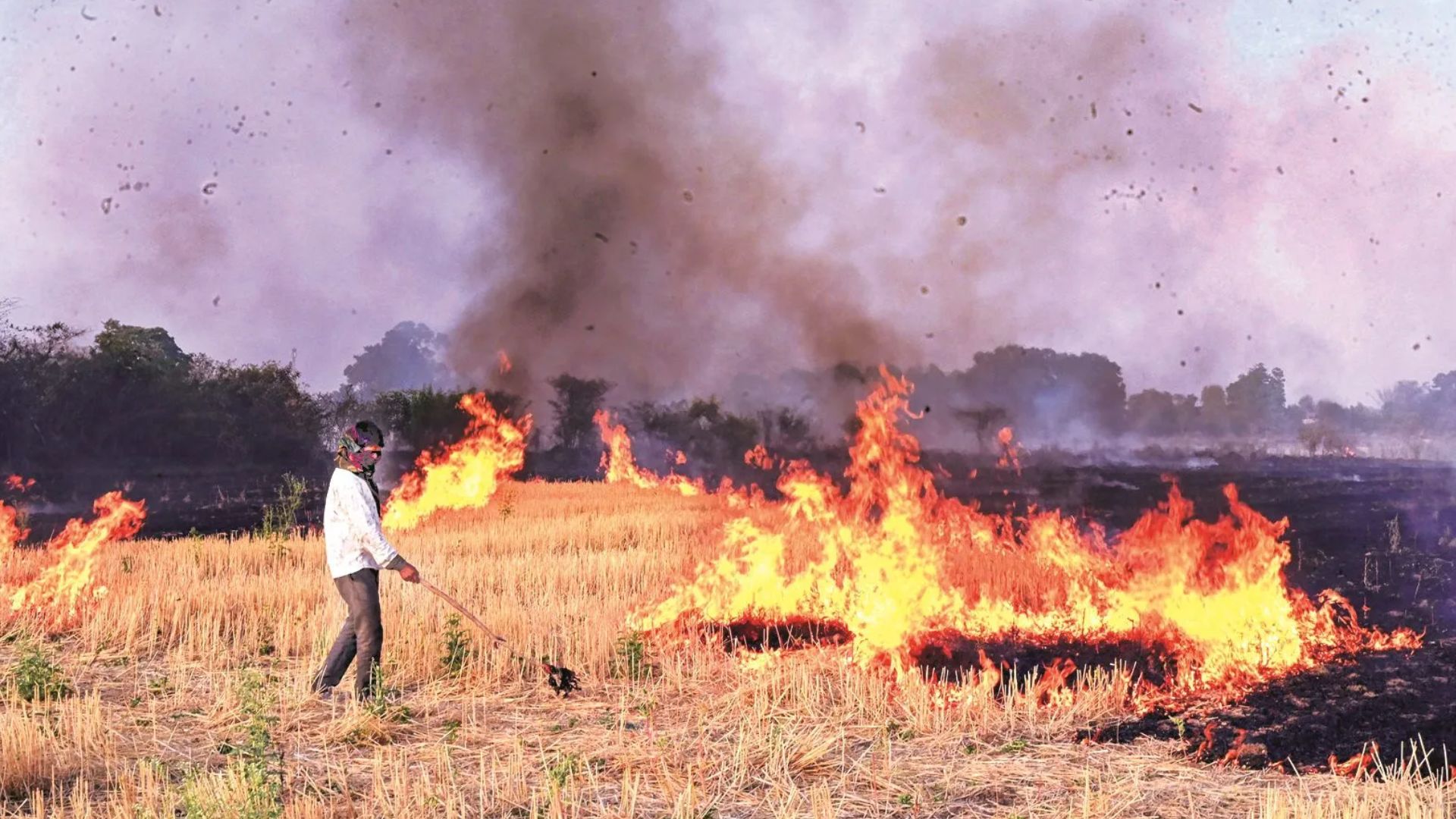 काम आई योगी सरकार की सख्ती और प्रोत्साहन की नीति, 7 साल में करीब 46 फीसदी घटीं पराली जलाने की घटनाएं