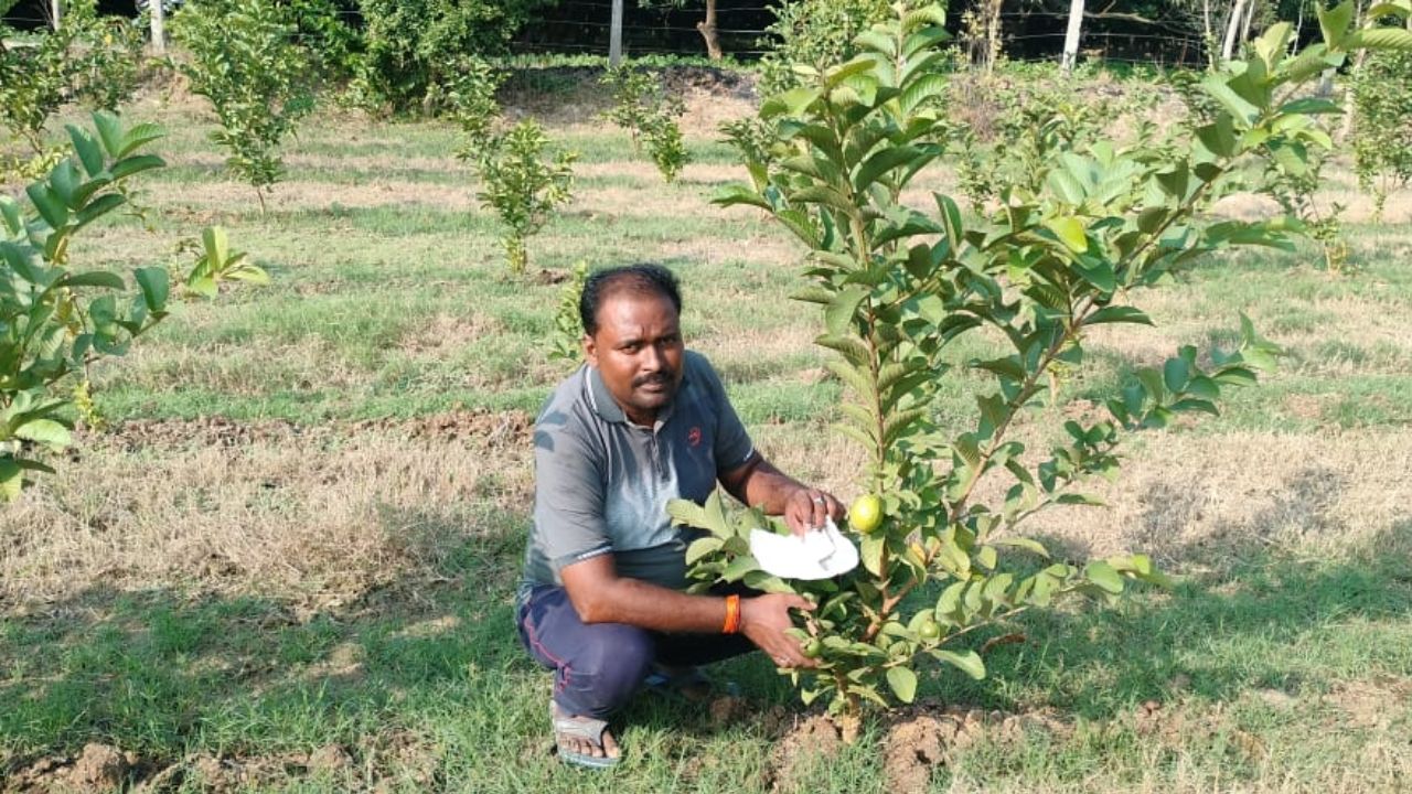 उन्नाव में ताइवान पिंक अमरूद से झोली भर रहे इंद्रमोहन: लाखों की कमाई के साथ लोगों को रोजगार भी करा रहे मुहैया  