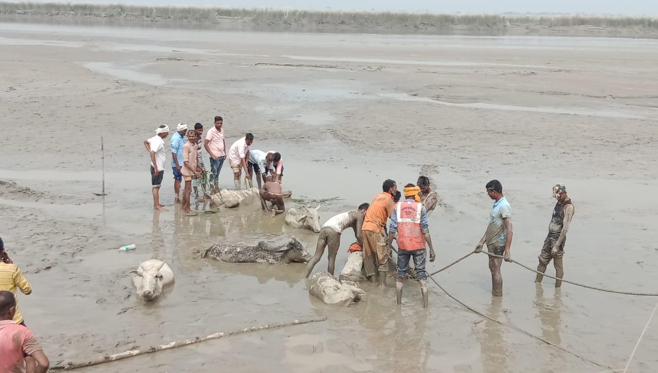 बाराबंकी: दो दिन दलदल में फंसे रहे गोवंश, रेस्क्यू कर निकाला...हुईं हिंसक