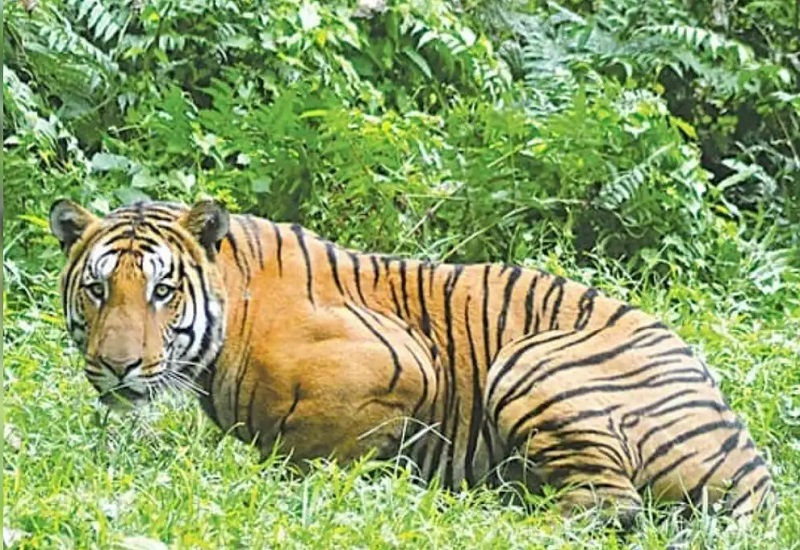 दक्षिणी वियतनाम के चिड़ियाघरों में बर्ड फ्लू का प्रकोप, 12 से अधिक बाघों की मौत