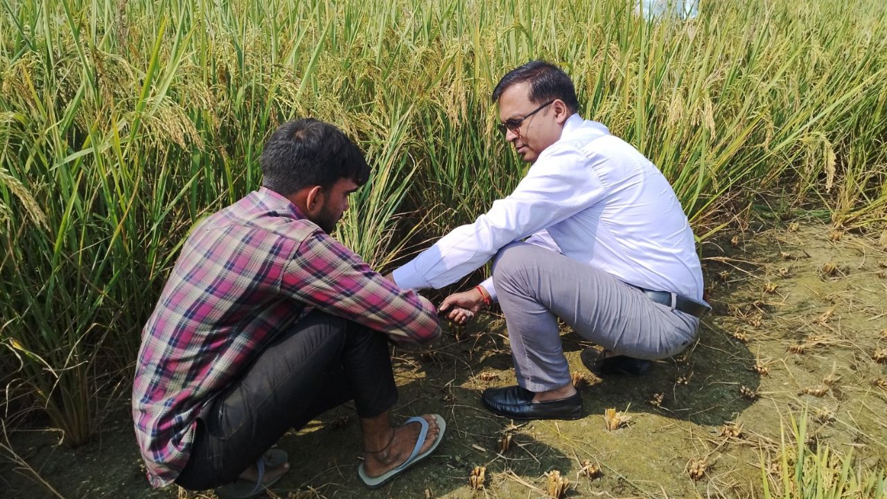 शाहजहांपुर: जिलाधिकारी बने किसान, खेत में पहुंचकर काटा धान, जांची फसल की उत्पादकता