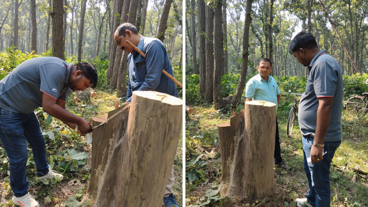 शाहजहांपुर: वनकर्मियों की लापरवाही: सिहुरा जंगल में अवैध कटान; चार पेड़ों पर चली आरी, माफिया उठा ले गए लकड़ी