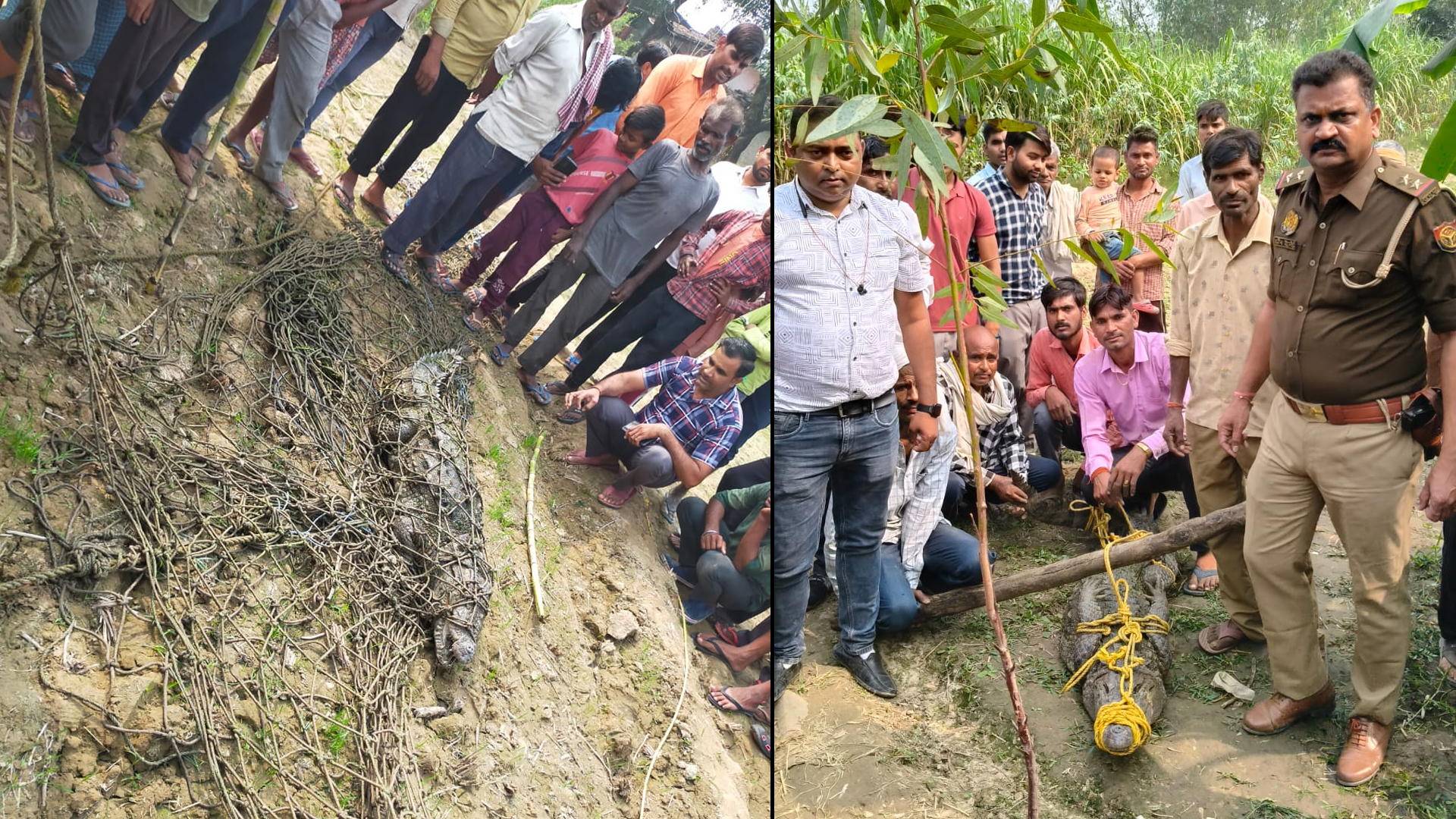 बरेली: एक महीने से फैली थी दहशत...ग्रामीणों ने खुद ही पकड़ लिया तालाब से मगरमच्छ