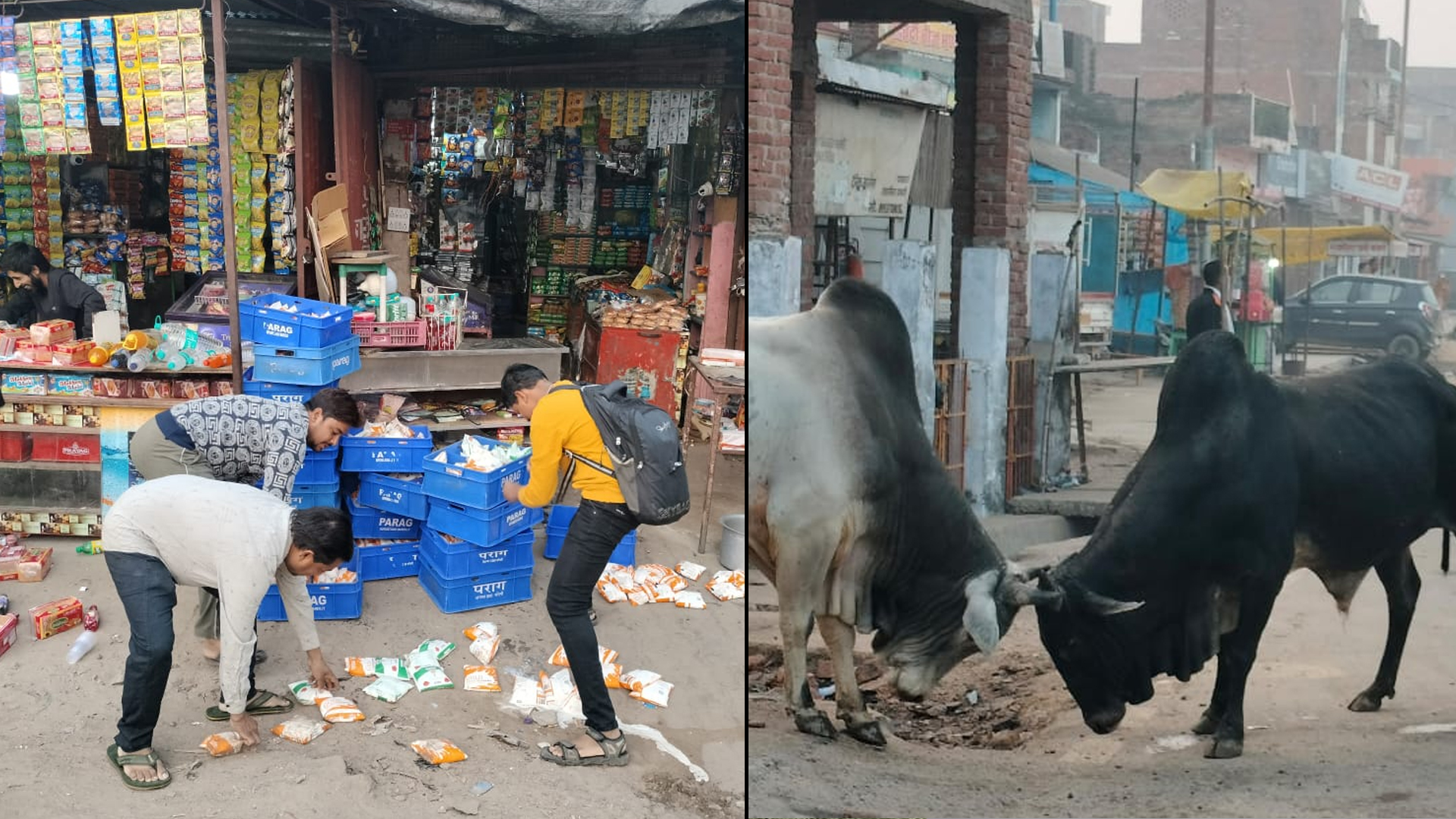 शाहजहांपुर: बीच सड़क पर भिड़े सांडों ने ठेला व दुकान को किया तहस-नहस