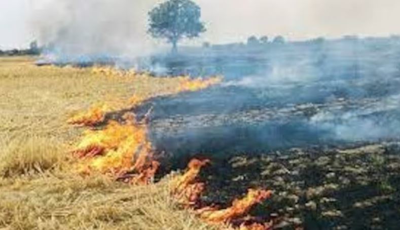 सख्ती बेअसर: मंडल में शाहजहांपुर में सबसे ज्यादा जली पराली, सैटेलाइट से पकड़े 197 मामले 