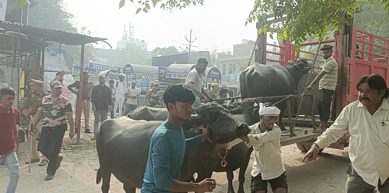 कानपुर में कैटिल कैंचिग विभाग ने चलाया चट्टा हटाओ अभियान: कल्याणपुर के संचालक के सात पशुओं को किया जब्त