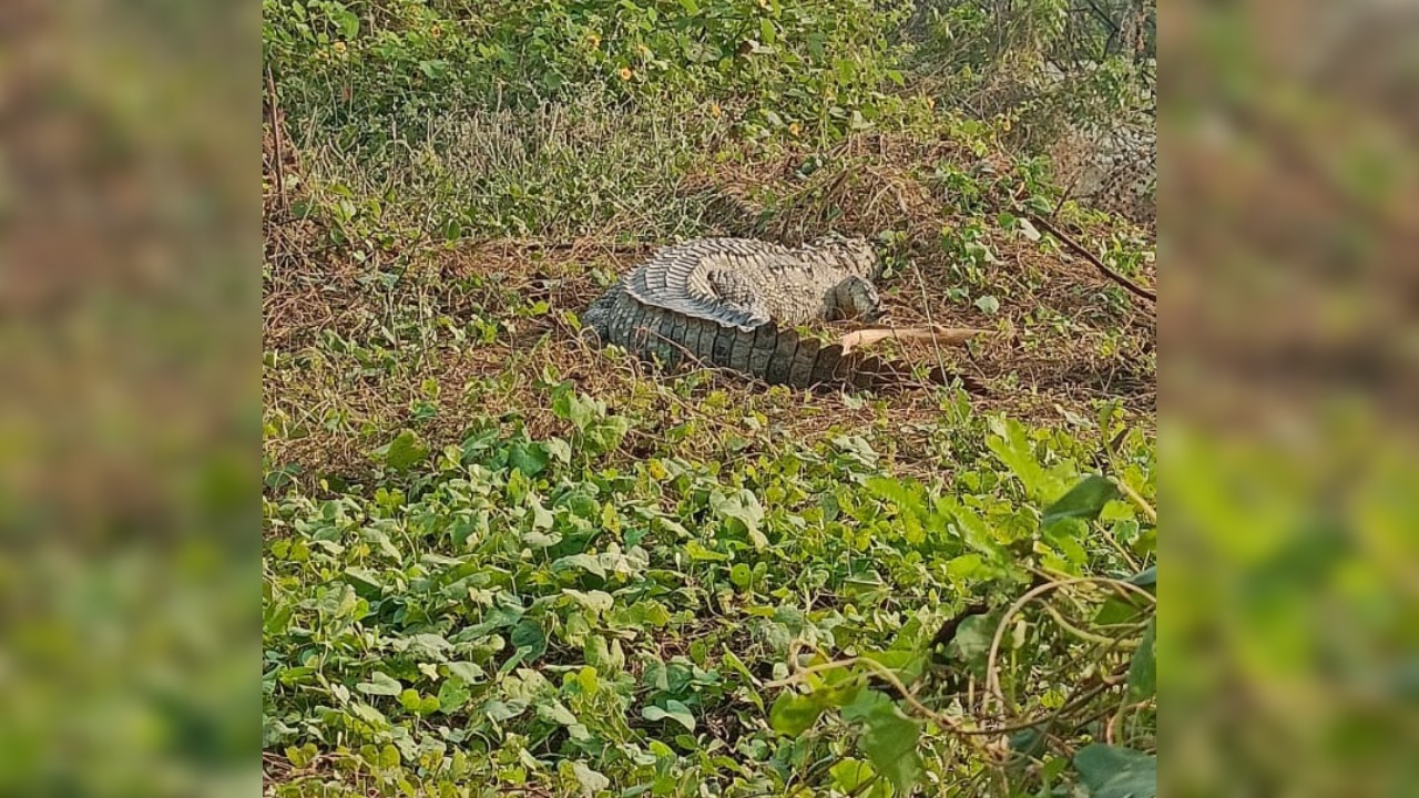 Hamirpur: दो सप्ताह बाद तालाब से फिर दिखा मगरमच्छ, लोगों में दहशत, वन विभाग ने की तलाश, नहीं मिला कोई भी सुराग