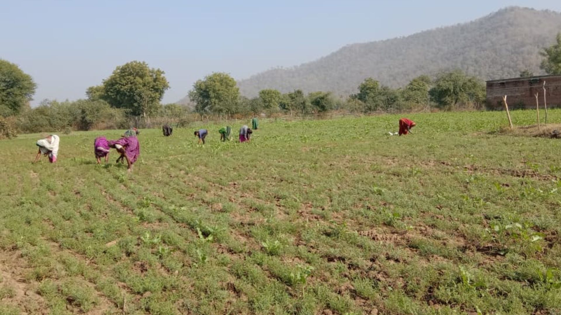  खेत में चने का साग तोड़ने गईं चार नाबालिग लड़कियां संदिग्ध परिस्थितियों में लापता, पांच टीमें गठित