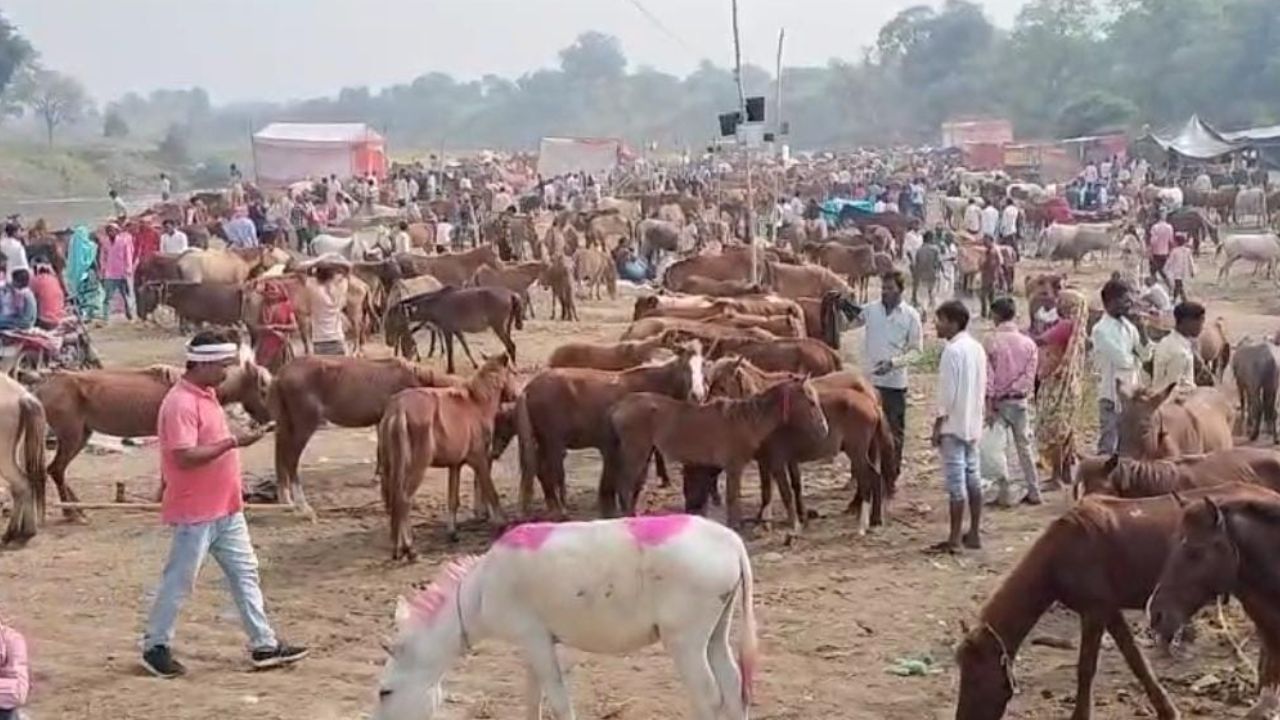 Chitrakoot: औरंगजेब के जमाने से लगता है गधों का मेला...आधुनिकता की भेंट चढ़ रहा मेले का अस्तित्व 