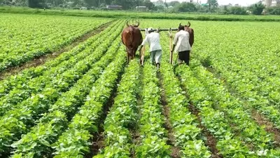 हल्द्वानी: खेती का रकबा घटा लेकन पैदावार बढ़ी