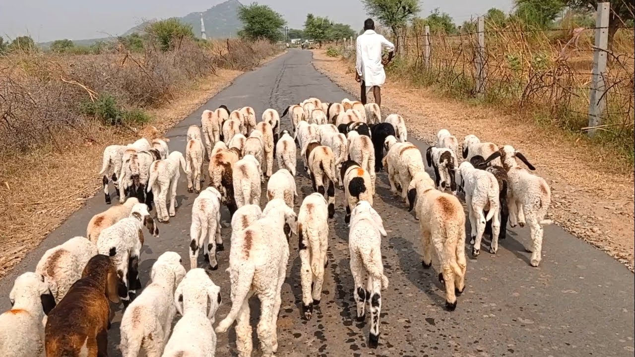 काशीपुर: रोडवेज की चपेट में आकर 21 भेड़ों की मौत