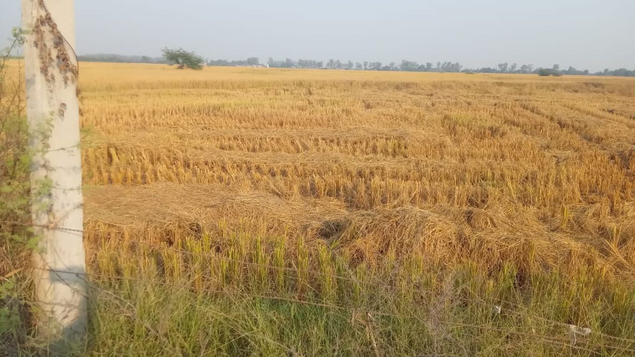 उन्नाव में बिना स्ट्रा मैनेजमेंट सिस्टम के खेतों में धड़धड़ा रहीं कंबाइन मशीनें, जिम्मेदार अनजान  