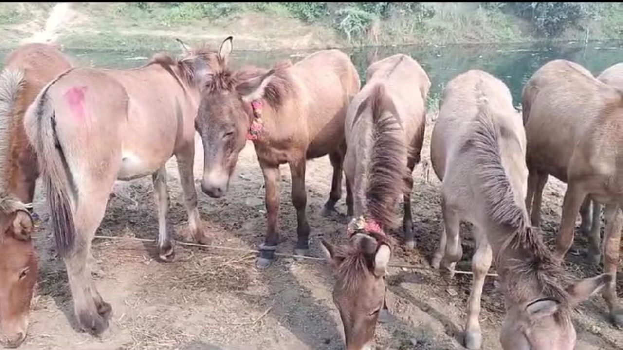 चित्रकूट: लॉरेंस विश्नोई के नाम से गधा भी हुआ मालामाल, औरेंगजेब के मेले में नहीं मिले सलमान खान के खरीदार