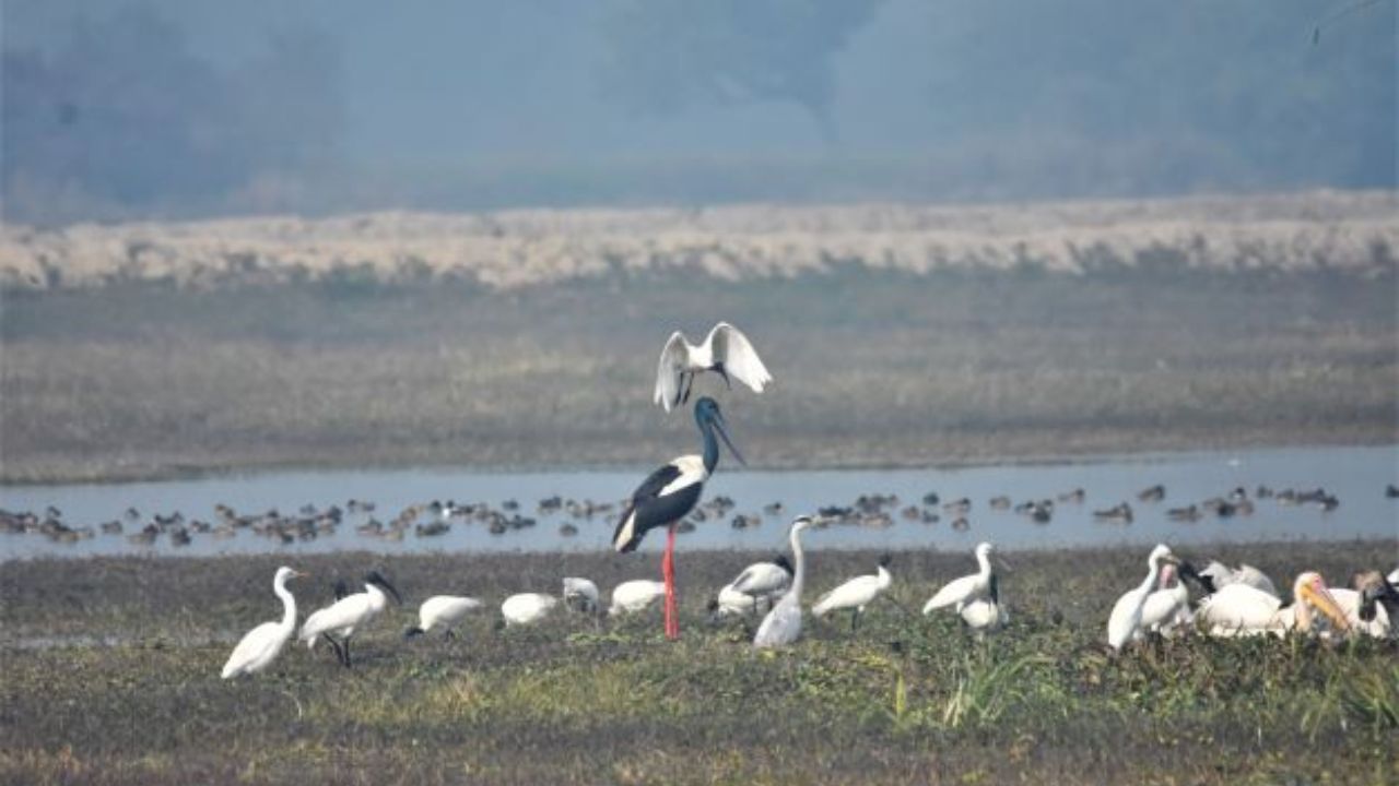 Etawah: चंबल क्षेत्र में आने लगे प्रवासी पक्षी, मार्च के महीने तक करेंगे निवास, क्षेत्र का बढ़ा प्राकृतिक सौंदर्य 