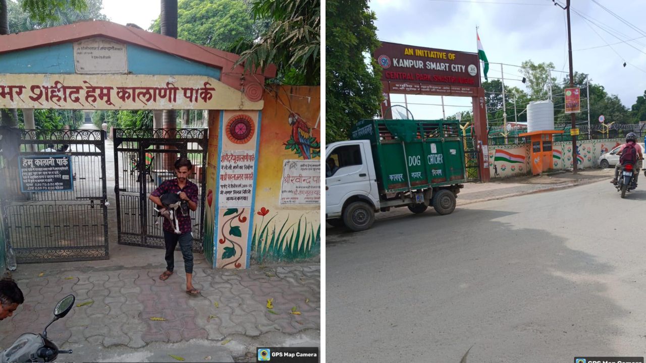 Kanpur: स्थानीय लोगों की शिकायत पर नगर निगम ने चलाया अभियान; शास्त्री नगर से पकड़े 37 कुत्ते, एबीसी सेंटर भेजा