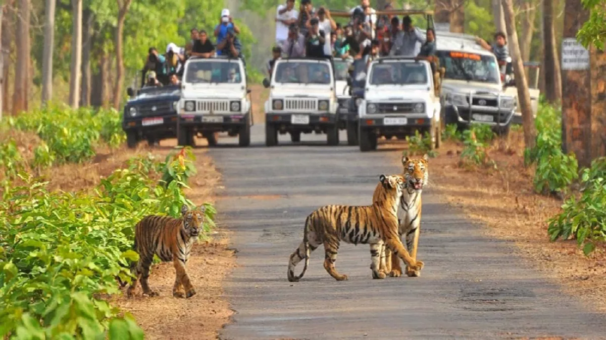 अच्छी खबरः कोटाबाग से जंगल सफारी शुरू पर्यटन को मिलेगा बढ़ावा 