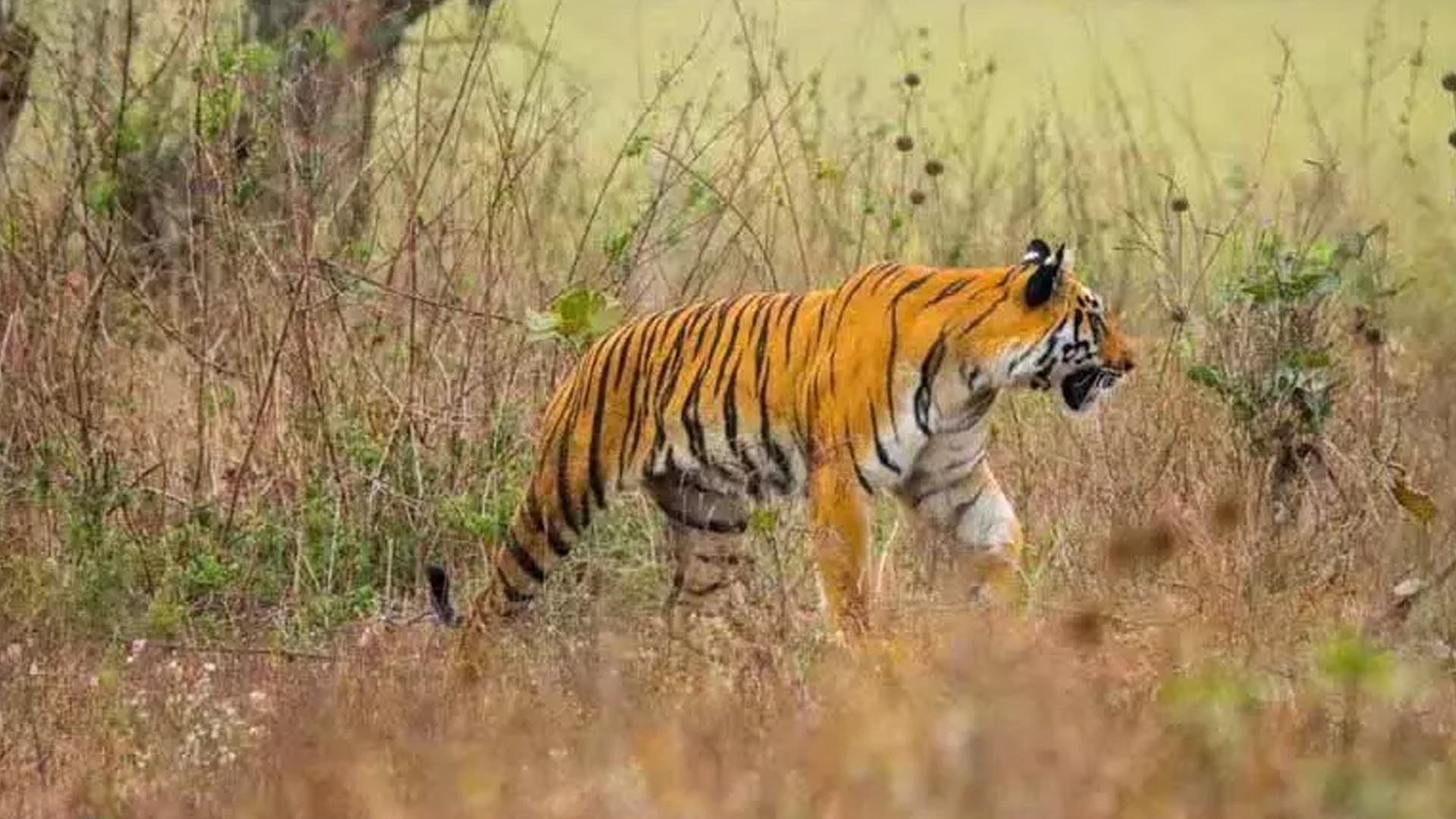 लखीमपुर खीरी: मैगलगंज मार्ग पर सड़क पार करता बाघ दिखने से दहशत