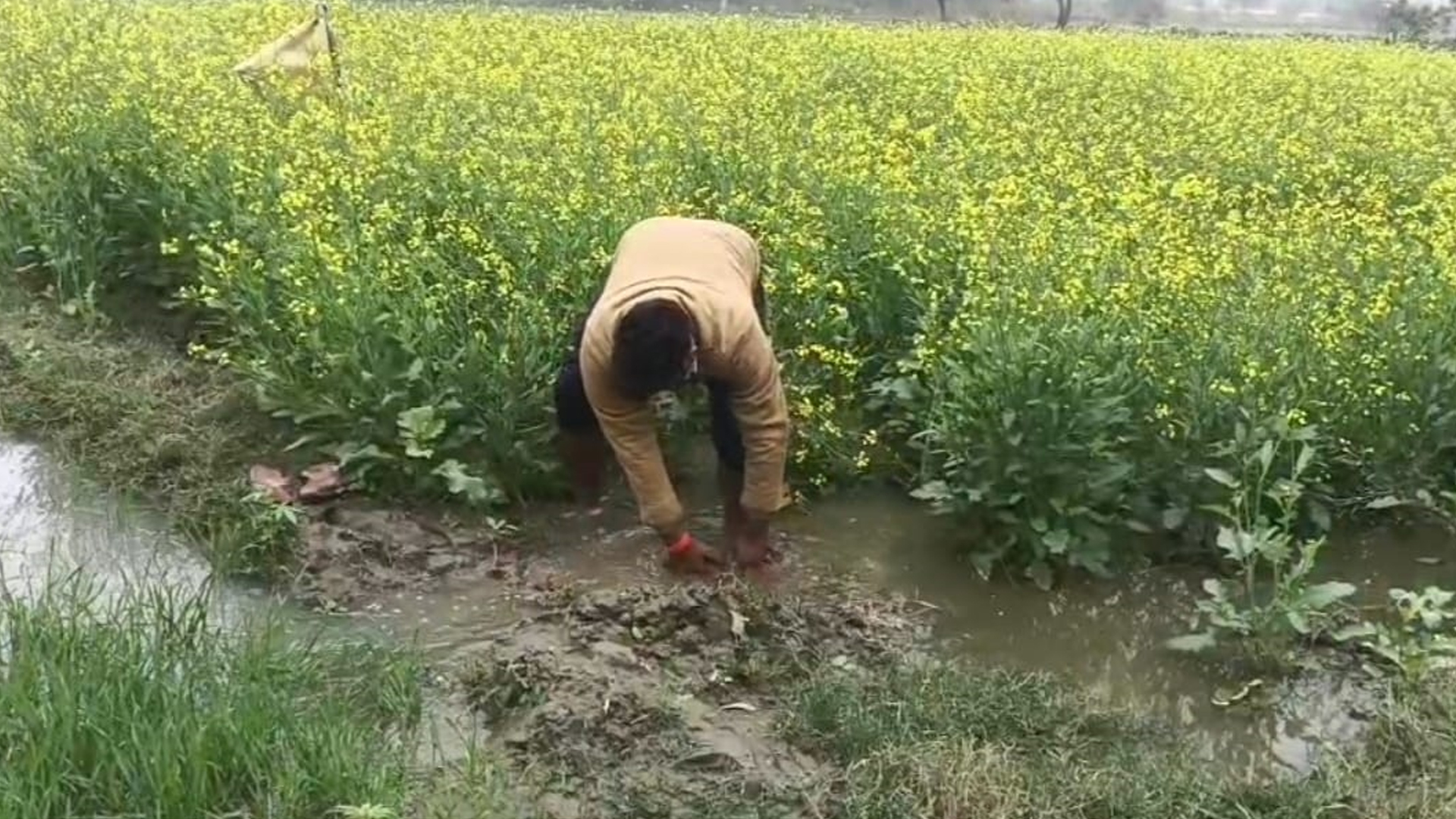 कासगंज: दूध फैक्ट्री का केमिकल युक्त पानी किसानों की फसलें कर रहा बर्बाद