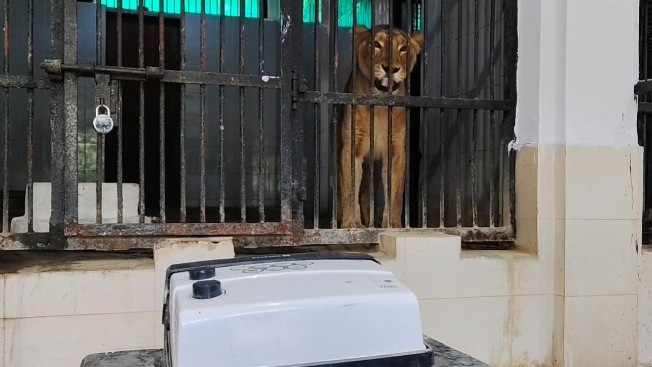 इटावा सफारी पार्क में जंगल के राजा को सर्दी से बचाने के लिए लगे हीटर: सर्दी से कांप रहे लोग