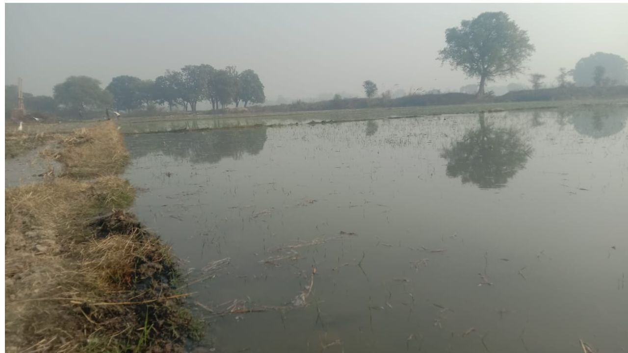 फतेहपुर मे नहर की खांदी कटने से सैकड़ों बीघा फसल जलमग्न: किसानों में विभाग के खिलाफ गुस्सा