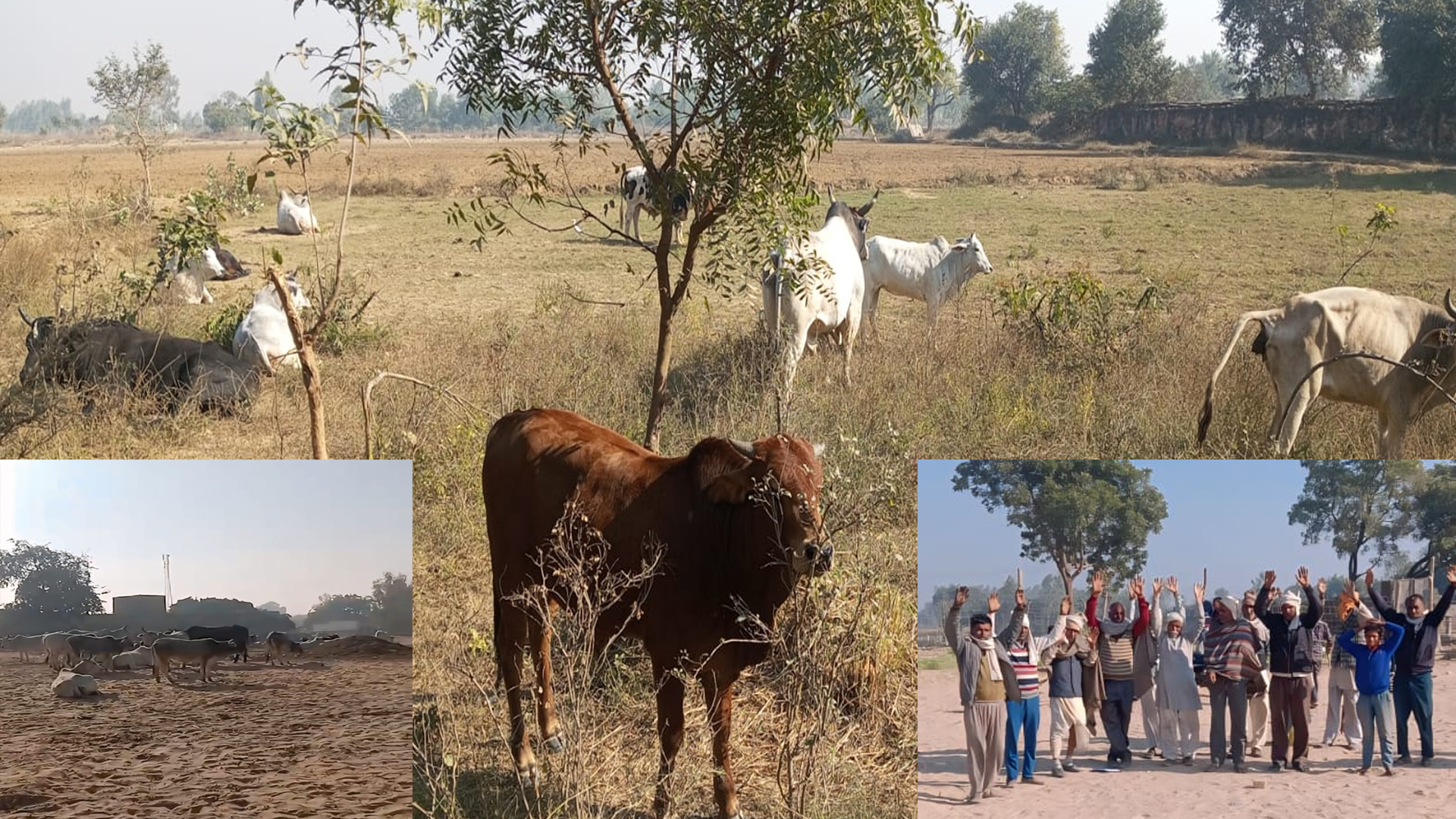 बदायूं: कागजों में चल रहा अभियान, हकीकत में गोवंश से किसान परेशान