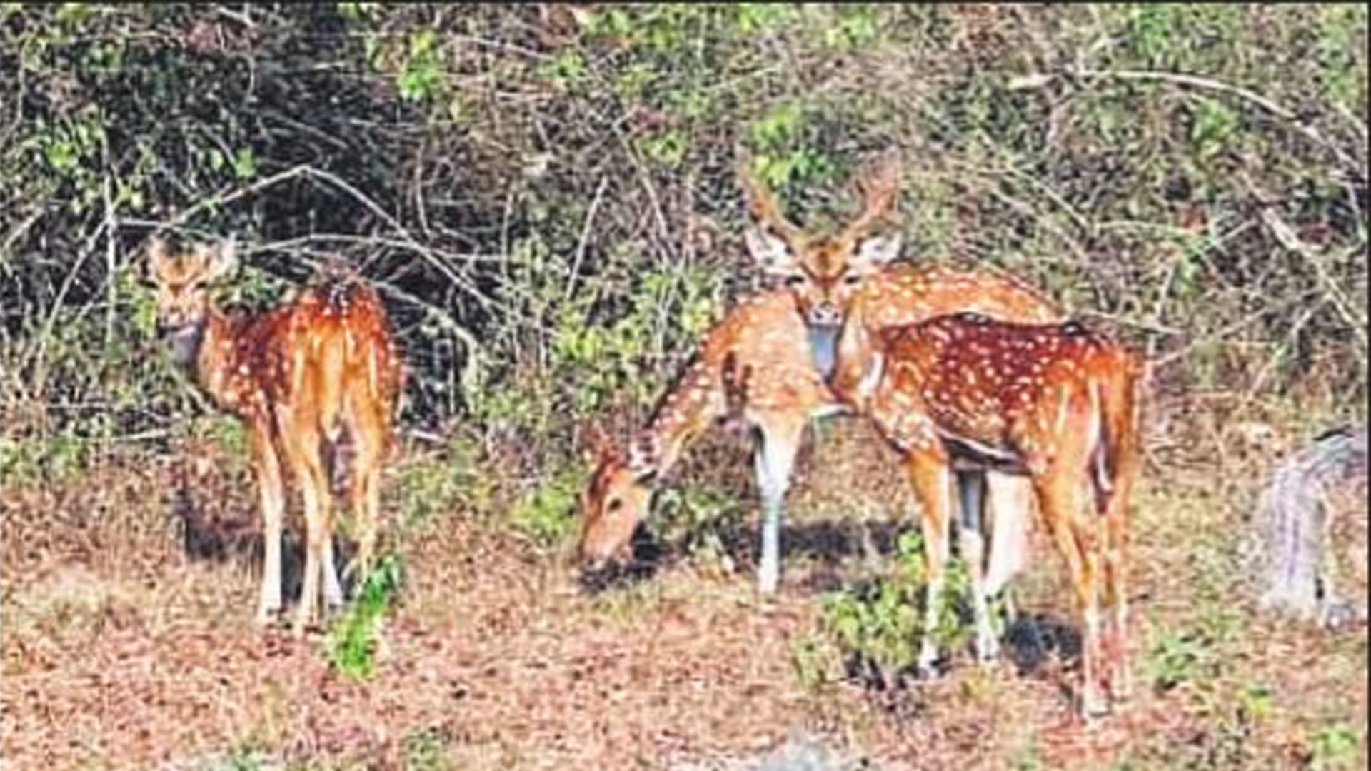 कासगंज: वन्य जीवों का आश्रय स्थल बन गए हैं तराई के जंगल