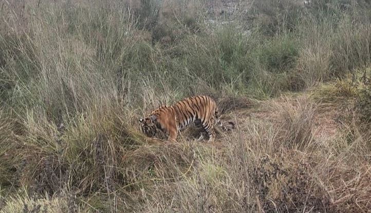 पीलीभीत: हैबिटैट बन रहा गन्ना, व्यवहार में परिवर्तन...जंगल से घूम रहे बाहर पांच बाघ