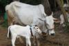 हल्द्वानीः पहाड़ के लोगों का बद्री गाय से मोह हुआ कम